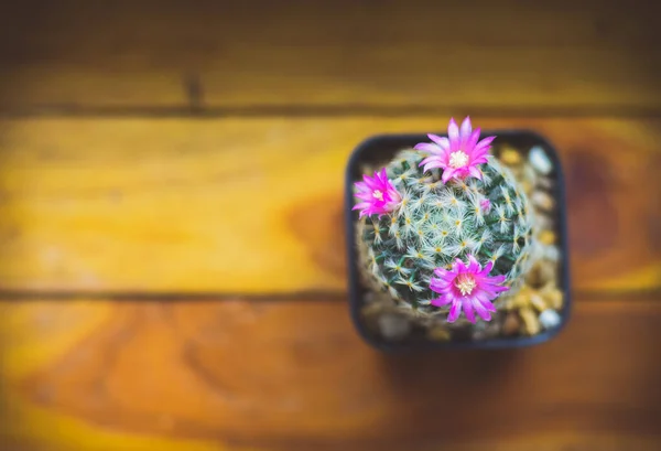 Kaktus Kruka Med Blomma Hemväxt Dekoration Koncept — Stockfoto