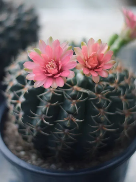 Cactus Maceta Con Flor Concepto Decoración Plantas Caseras —  Fotos de Stock