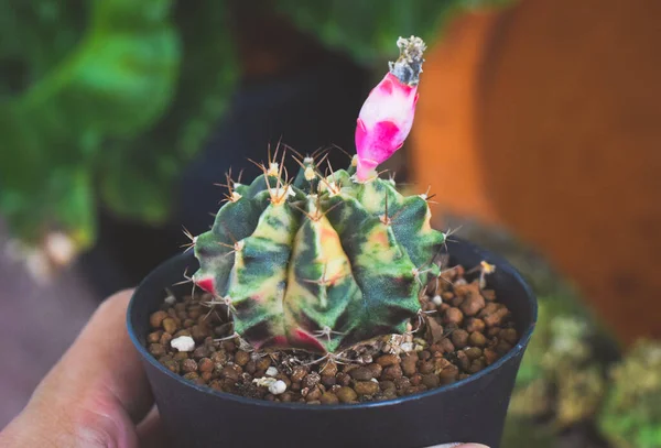 Cactus Maceta Con Flor Concepto Decoración Plantas Caseras —  Fotos de Stock