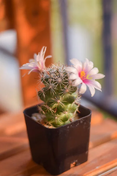 Cactus Pot Met Bloem Home Plant Decoratie Concept — Stockfoto