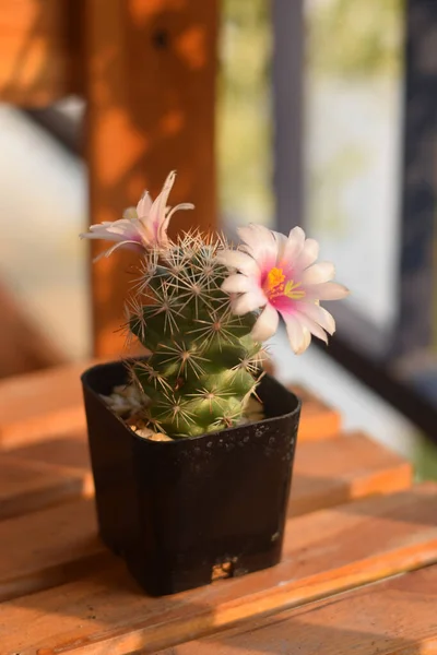 Cactus Maceta Con Flor Concepto Decoración Plantas Caseras —  Fotos de Stock
