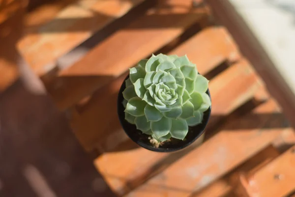 Cactus Pot Met Bloem Home Plant Decoratie Concept — Stockfoto