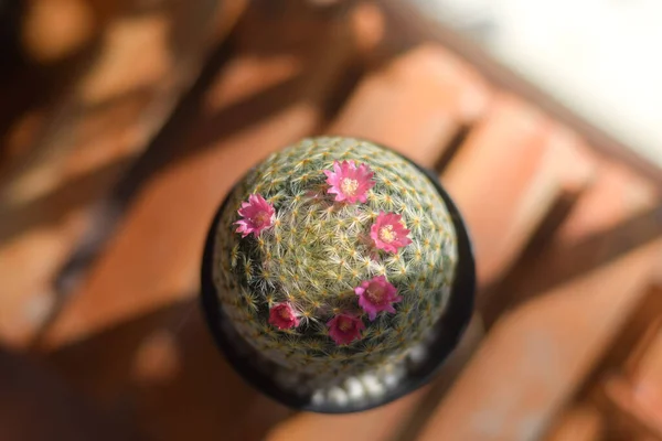 Saksıda kaktüs ve çiçek. ev bitkisi dekorasyonu kavramı.