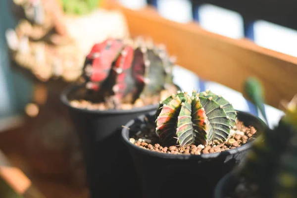 Saksıda kaktüs ve çiçek. ev bitkisi dekorasyonu kavramı.