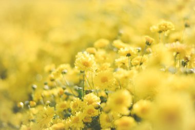 Sarı çiçek tarlası arka planı. Kasımpatı çiçeği