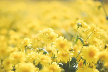 Sarı çiçek tarlası arka planı. Kasımpatı çiçeği