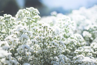 Taze beyaz çiçekli arka plan