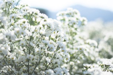 Taze beyaz çiçekli arka plan