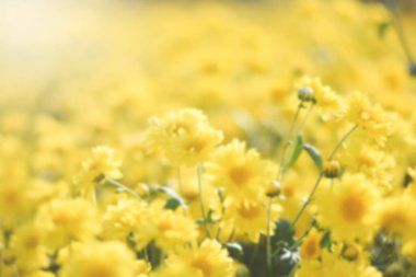 Sarı çiçek tarlası arka planı. Kasımpatı çiçeği