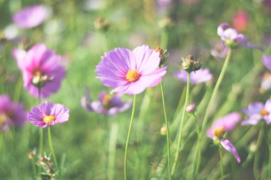 renkli kozmos çiçek tarlası arkaplanı