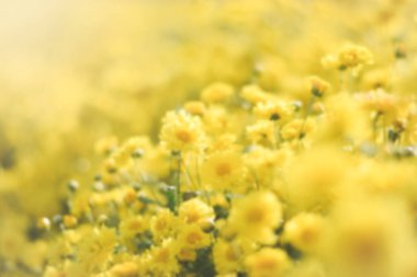 Sarı çiçek tarlası arka planı. Kasımpatı çiçeği