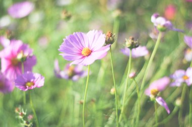 renkli kozmos çiçek tarlası arkaplanı