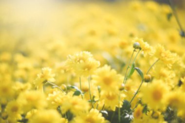 Sarı çiçek tarlası arka planı. Kasımpatı çiçeği