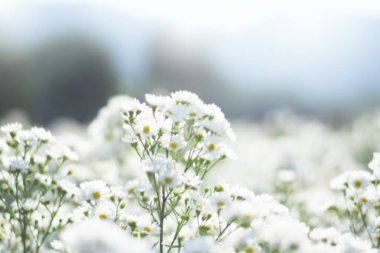 Taze beyaz çiçekli arka plan