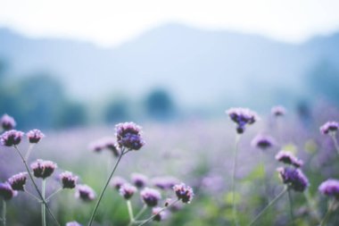 Menekşe verbena alanı. çiçek arkaplanı