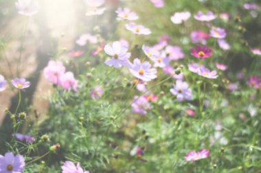 renkli kozmos çiçek tarlası arkaplanı