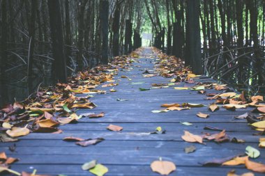 Yeşil orman manzaralı doğal köprüye giden yol.