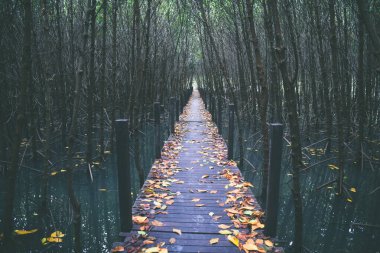 Yeşil orman manzaralı doğal köprüye giden yol.