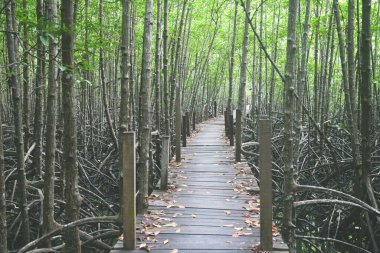Yeşil orman manzaralı doğal köprüye giden yol.