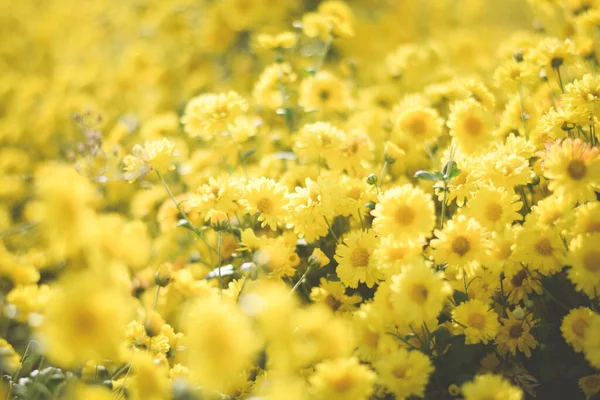 Yellow Flower Field Background Chrysanthemum Flower — Stock Photo, Image