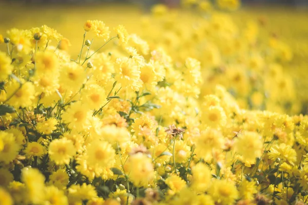 Sarı çiçek tarlası arka planı. Kasımpatı çiçeği