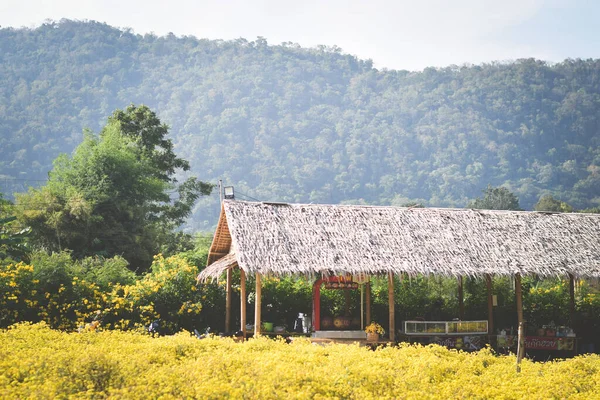 Sarı çiçek tarlası arka planı. Kasımpatı çiçeği