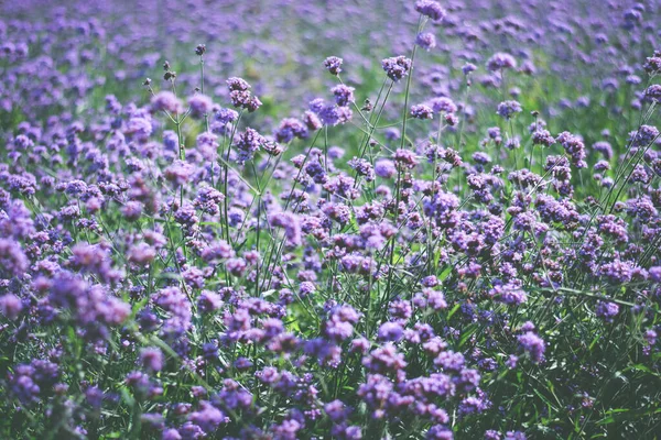 Violet Verbena Field Fondo Flor —  Fotos de Stock