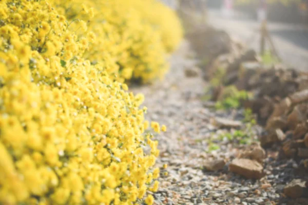 Sarı çiçek tarlası arka planı. Kasımpatı çiçeği
