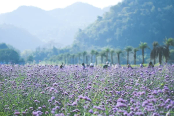 バイオレット ベルベナ フィールド 花の背景 — ストック写真