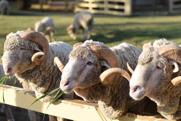 Moutons Reposant Sur Pâturage Dans Une Ferme — Photo