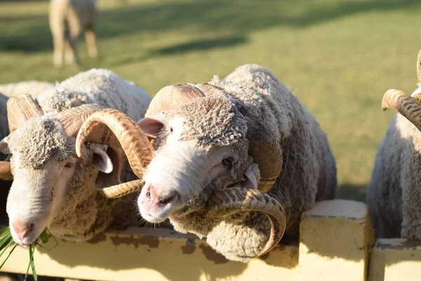 Moutons Reposant Sur Pâturage Dans Une Ferme — Photo