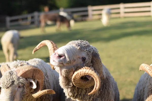 Moutons Reposant Sur Pâturage Dans Une Ferme — Photo