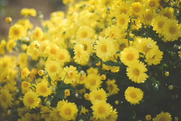 Sarı çiçek tarlası arka planı. Kasımpatı çiçeği