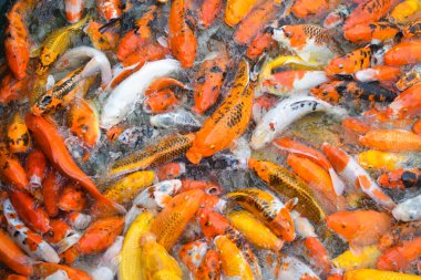 Renkli koi balığı ya da sazan balığı