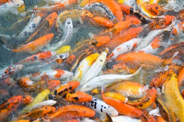 Renkli koi balığı ya da sazan balığı