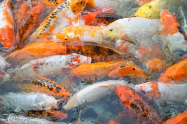 Renkli koi balığı ya da sazan balığı