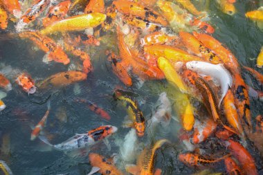 Renkli koi balığı ya da sazan balığı