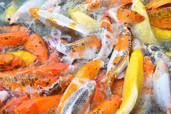 Renkli koi balığı ya da sazan balığı