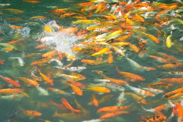 Renkli koi balığı ya da sazan balığı