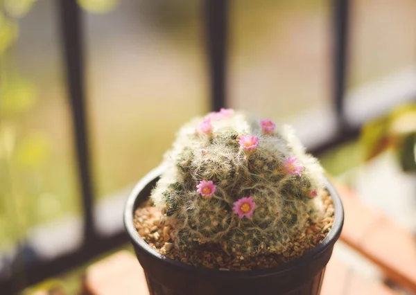 Cactus Maceta Con Flor Concepto Decoración Plantas Caseras —  Fotos de Stock