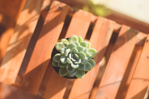 Saksıda kaktüs ve çiçek. ev bitkisi dekorasyonu kavramı.