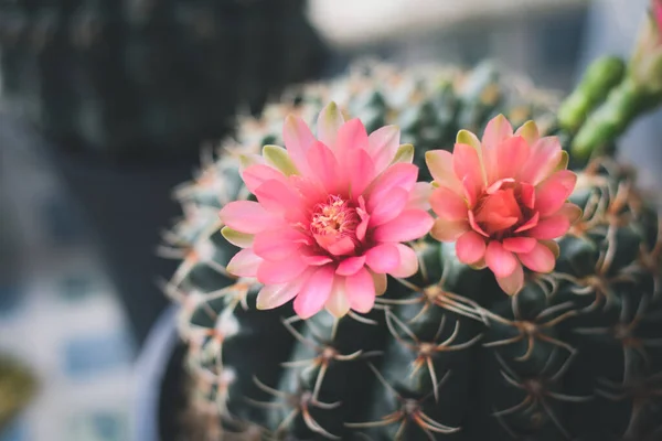 Cactus Maceta Con Flor Concepto Decoración Plantas Caseras —  Fotos de Stock