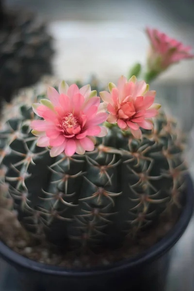 Cactus Maceta Con Flor Concepto Decoración Plantas Caseras —  Fotos de Stock