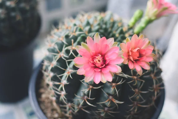 Kaktus Dalam Pot Dengan Bunga Konsep Dekorasi Tanaman Rumah — Stok Foto