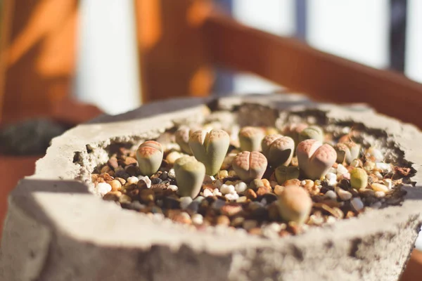 Saksıda kaktüs ve çiçek. ev bitkisi dekorasyonu kavramı.