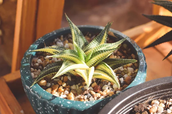 サボテンの花の入ったポット 家庭用植物装飾コンセプト — ストック写真