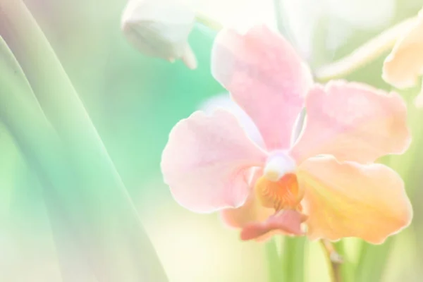 güzel orkide çiçek arka plan