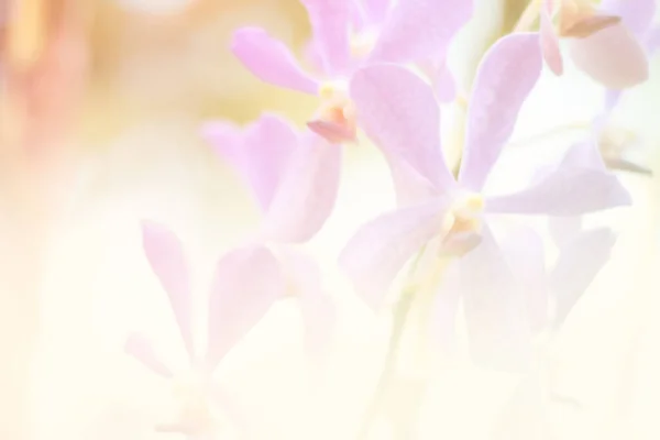 Bello Orchidea Fiore Sfondo — Foto Stock