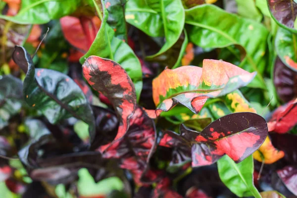 Tanaman Croton Untuk Kebun Tanaman Rumah Menghiasi Konsep — Stok Foto