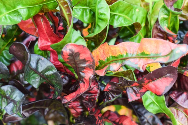 Tanaman Croton Untuk Kebun Tanaman Rumah Menghiasi Konsep — Stok Foto
